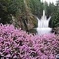 ◆加拿大風情畫【維多利亞-布查德花園】四月櫻花季～百花爭艷美不勝收