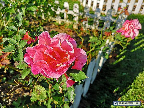 苗栗景點【花露休閒農場】浪漫聖誕花園。精油主題館。薰衣草花園。苗栗景觀農場