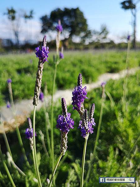 苗栗景點【花露休閒農場】浪漫聖誕花園。精油主題館。薰衣草花園。苗栗景觀農場