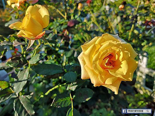 苗栗景點【花露休閒農場】浪漫聖誕花園。精油主題館。薰衣草花園。苗栗景觀農場