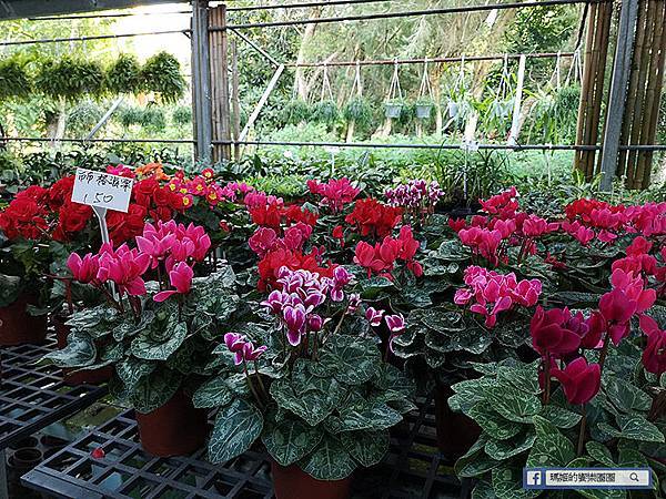 苗栗景點【花露休閒農場】浪漫聖誕花園。精油主題館。薰衣草花園。苗栗景觀農場