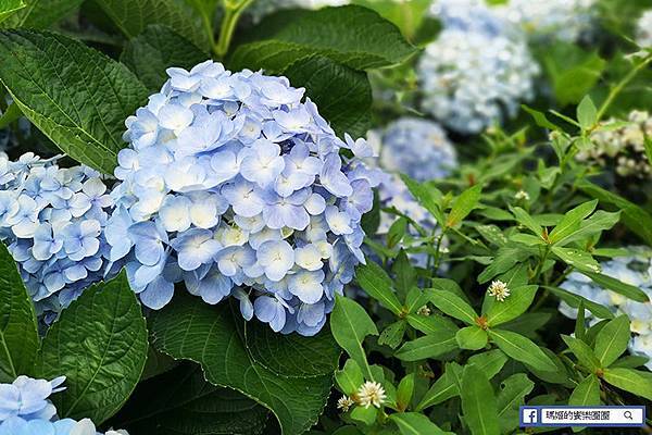 2020繡球花季【高家繡球花第三園區】萬里繡球花田/藍白繡球花田/網紅婚紗拍照景點