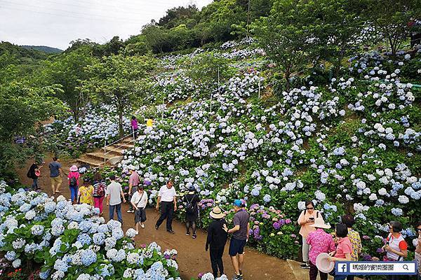 2020繡球花季【高家繡球花第三園區】萬里繡球花田/藍白繡球花田/網紅婚紗拍照景點