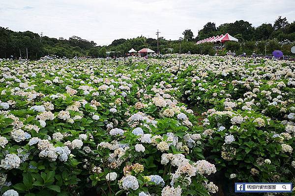 2020繡球花季【高家繡球花第三園區】萬里繡球花田/藍白繡球花田/網紅婚紗拍照景點 2020繡球花季【高家繡球花第三園區】萬里繡球花田/藍白繡球花田/網紅婚紗拍照景點