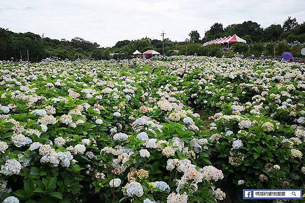 2020繡球花季【高家繡球花第三園區】萬里繡球花田/藍白繡球花田/網紅婚紗拍照景點