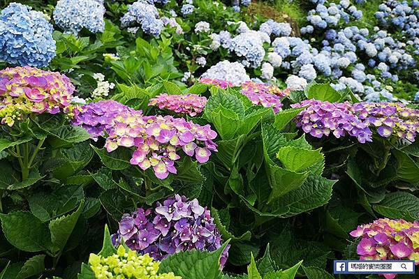 2020繡球花季【高家繡球花第三園區】萬里繡球花田/藍白繡球花田/網紅婚紗拍照景點