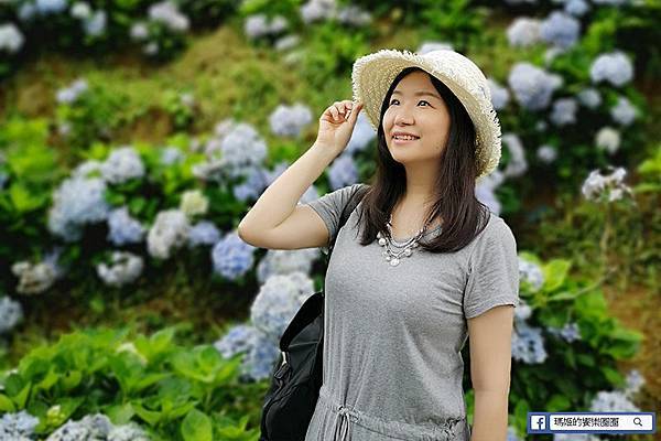 2020繡球花季【高家繡球花第三園區】萬里繡球花田/藍白繡球花田/網紅婚紗拍照景點