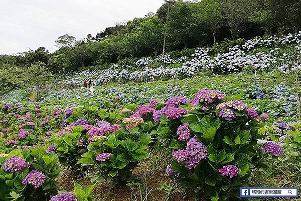 2020繡球花季【高家繡球花第三園區】萬里繡球花田/藍白繡球花田/網紅婚紗拍照景點