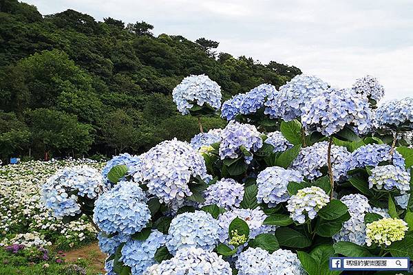 2020繡球花季【高家繡球花第三園區】萬里繡球花田/藍白繡球花田/網紅婚紗拍照景點