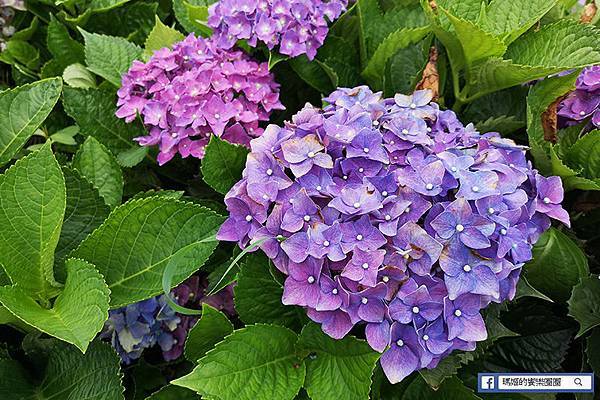 2020繡球花季【高家繡球花第三園區】萬里繡球花田/藍白繡球花田/網紅婚紗拍照景點