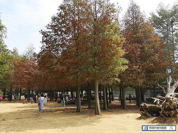 南投景點【南投落羽松森林】秋意濃~落羽松轉紅了! 南投景點【南投落羽松森林】秋意濃~落羽松轉紅了!