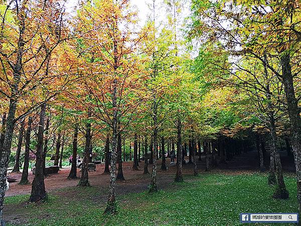 南投景點【衫林溪森林生態渡假園區】南投賞楓旅遊~楓紅了!全台唯一黃金水衫美景