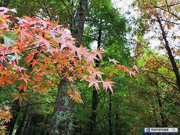 南投景點【衫林溪森林生態渡假園區】南投賞楓旅遊~楓紅了!全台唯一黃金水衫美景