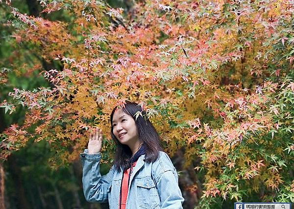 南投景點【衫林溪森林生態渡假園區】南投賞楓旅遊~楓紅了!全台唯一黃金水衫美景 南投景點【衫林溪森林生態渡假園區】南投賞楓旅遊~楓紅了!全台唯一黃金水衫美景