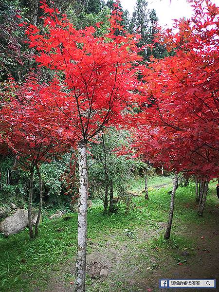 南投景點【衫林溪森林生態渡假園區】南投賞楓旅遊~楓紅了!全台唯一黃金水衫美景