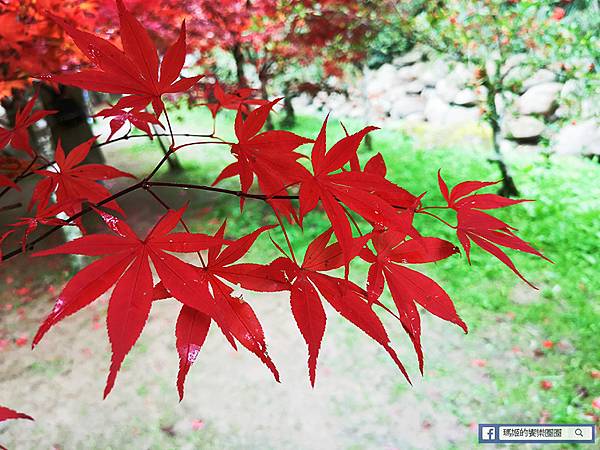 南投景點【衫林溪森林生態渡假園區】南投賞楓旅遊~楓紅了!全台唯一黃金水衫美景