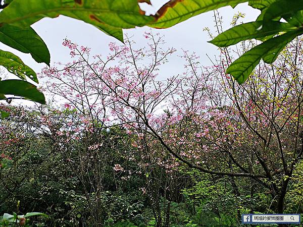 基隆賞櫻景點【2021基隆紅淡山賞櫻】低海拔小百岳輕鬆爬山健行路線推薦/欣賞基隆五大美景 基隆賞櫻景點【2021基隆紅淡山賞櫻】低海拔小百岳輕鬆爬山健行路線推薦/欣賞基隆五大美景