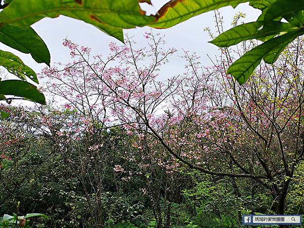 基隆賞櫻景點【2021基隆紅淡山賞櫻】低海拔小百岳輕鬆爬山健行路線推薦/欣賞基隆五大美景