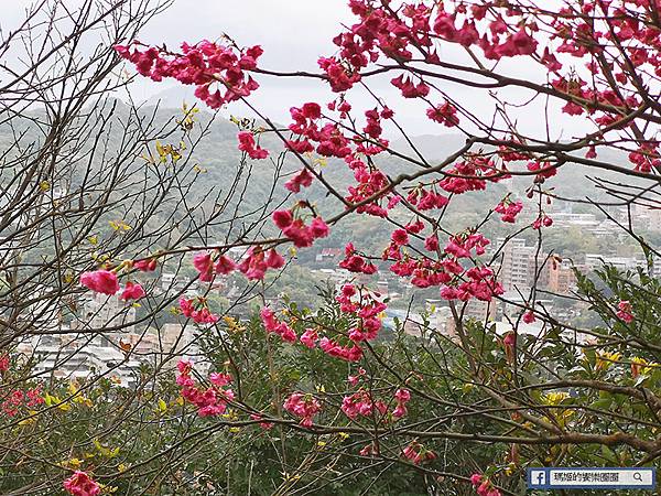 基隆賞櫻景點【2021基隆紅淡山賞櫻】低海拔小百岳輕鬆爬山健行路線推薦/欣賞基隆五大美景