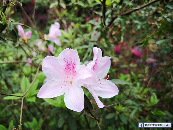 基隆賞櫻景點【2021基隆紅淡山賞櫻】低海拔小百岳輕鬆爬山健行路線推薦/欣賞基隆五大美景