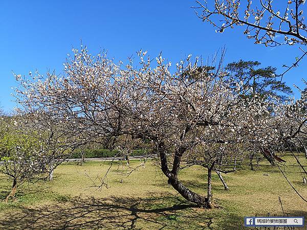 桃園賞梅景點【角板山行館】角板山公園樂活賞梅行程推薦/全新規畫六大區域 桃園賞梅景點【角板山行館】角板山公園樂活賞梅行程推薦/全新規畫六大區域