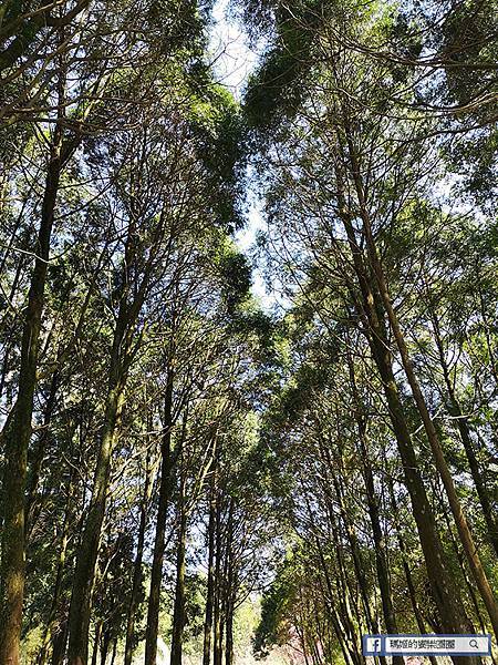 桃園賞梅景點【角板山行館】角板山公園樂活賞梅行程推薦/全新規畫六大區域