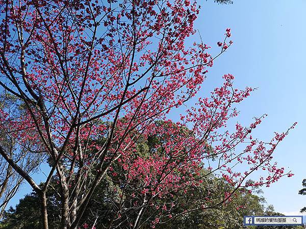 桃園賞梅景點【角板山行館】角板山公園樂活賞梅行程推薦/全新規畫六大區域