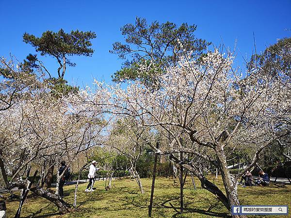 桃園賞梅景點【角板山行館】角板山公園樂活賞梅行程推薦/全新規畫六大區域