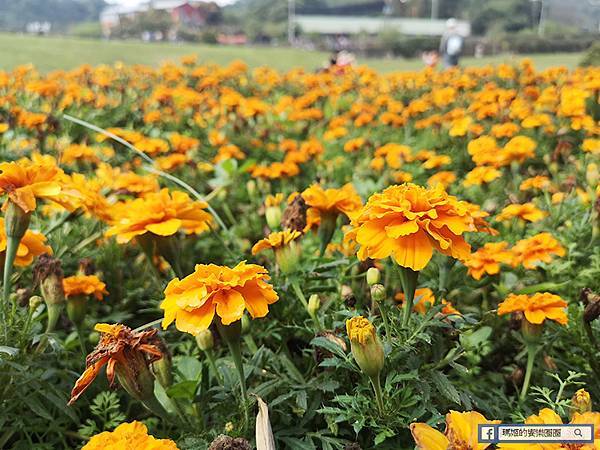 內湖旅遊景點【內湖大溝溪生態治水園區】420坪繽紛花海/內湖爬山健行路線推薦