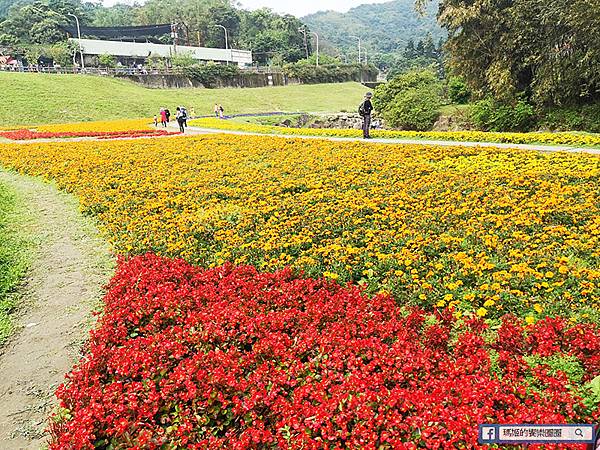 內湖旅遊景點【內湖大溝溪生態治水園區】420坪繽紛花海/內湖爬山健行路線推薦