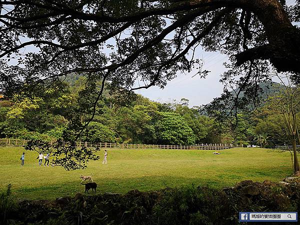 內湖旅遊景點【內湖大溝溪生態治水園區】420坪繽紛花海/內湖爬山健行路線推薦