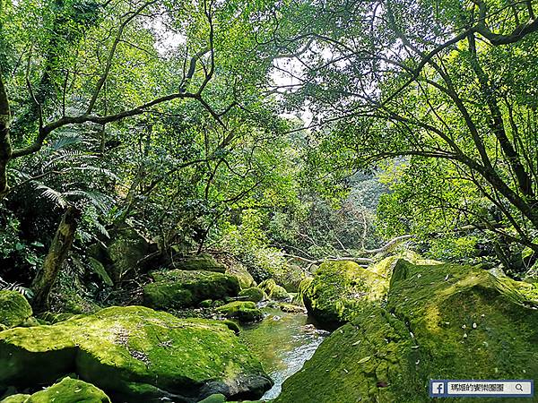 內湖旅遊景點【內湖大溝溪生態治水園區】420坪繽紛花海/內湖爬山健行路線推薦