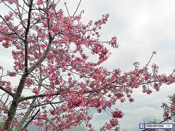 南投清境住宿推薦【愛薰閣會館】清境日式庭園風民宿/景觀房可見山巒美景/環境清幽早餐極佳