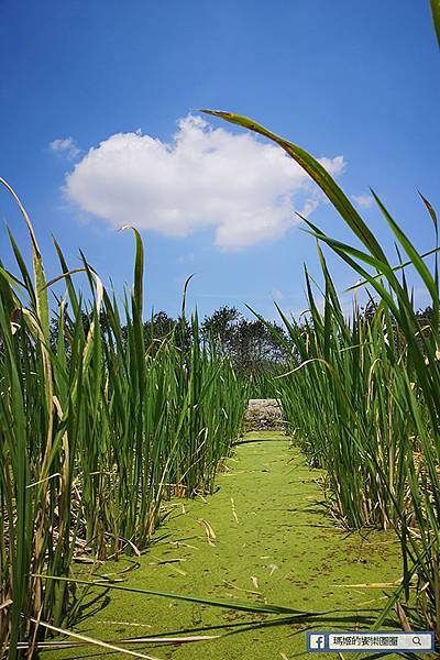 南投景點【南投輕旅行三日遊行程】竹山採茶/日月潭立槳/合歡山觀星/埔里採茭白荀/中興新村一次玩透透