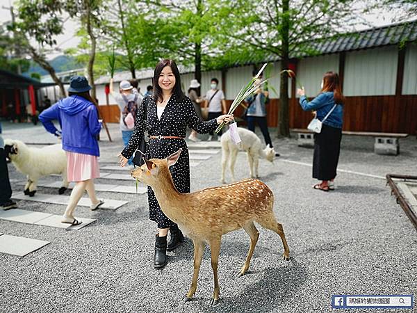 宜蘭景點推薦【張美阿嬤農場】和笑笑羊/草泥馬/梅花鹿的第一類接觸!宜蘭休閒農場 宜蘭景點推薦【張美阿嬤農場】和笑笑羊/草泥馬/梅花鹿的第一類接觸!宜蘭休閒農場