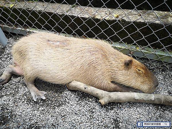 宜蘭景點推薦【張美阿嬤農場】和笑笑羊/草泥馬/梅花鹿的第一類接觸！宜蘭休閒農場