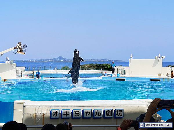 沖繩海洋博公園【沖繩美麗海水族館】親子必遊亞洲最大沖繩黑潮之海-鯨鯊鬼蝠魟/海豚表演秀