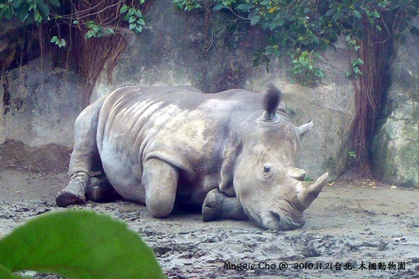 2010-1121-142656(北)木柵-動物園.jpg