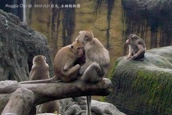 2010-1121-170108(北)木柵-動物園.jpg