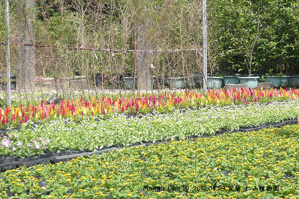 2012-0429-141313(宜)冬山-仁山植物園.jpg