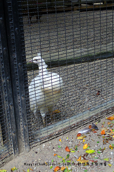 2014_1004_134915新竹_新竹市立動物園.JPG