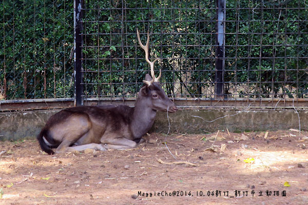 2014_1004_142158新竹_新竹市立動物園.JPG