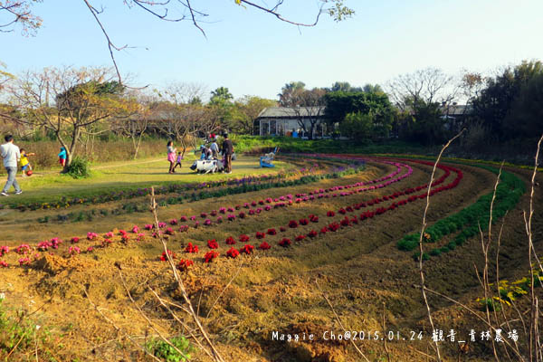 2015_0124_154234觀音_青林農場.JPG 2015_0124_154234觀音_青林農場.JPG