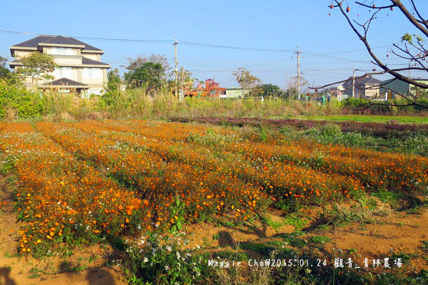 2015_0124_154604觀音_青林農場.JPG 2015_0124_154604觀音_青林農場.JPG