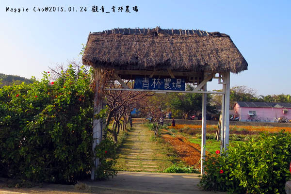 2015_0124_154822觀音_青林農場.JPG 2015_0124_154822觀音_青林農場.JPG