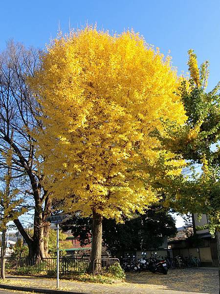 Day 10 準備離開市集了 沿路走走拍拍 Day 10 準備離開市集了 沿路走走拍拍