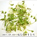 2011.07.03四季豆泥 (2)