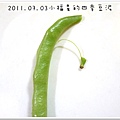 2011.07.03四季豆泥 (1)