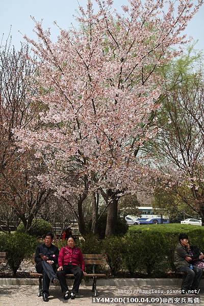 園區內好多這麼高大的梅樹！上面開完了美麗的梅花～和台灣都是矮矮小小的梅樹完全不一樣！