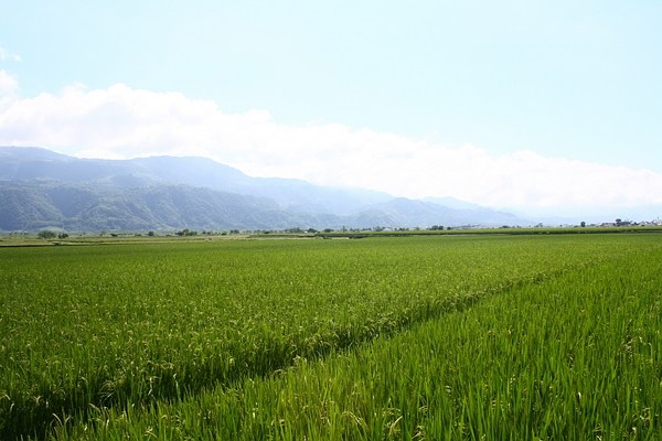 路旁綠油油的稻田